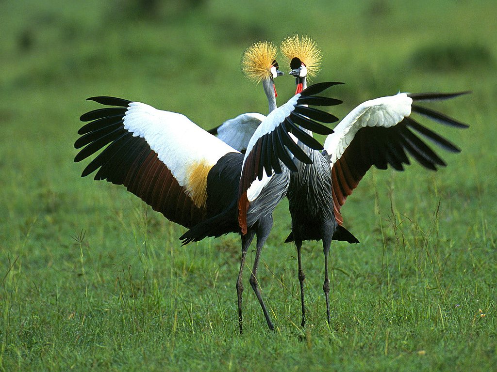 Crowned Cranes in Full Splendor